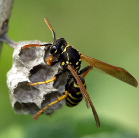 дом, который построил... ос