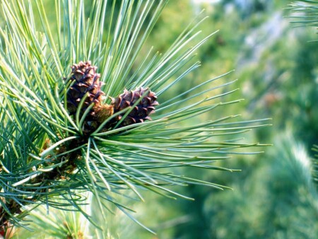 сланник весной