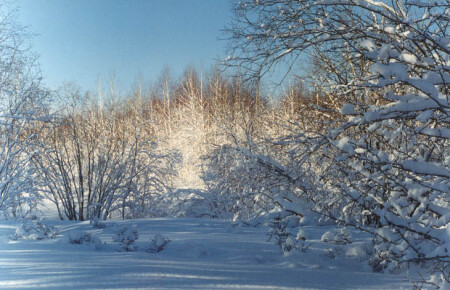 Снежная безмятежность