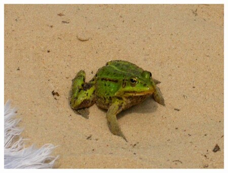 Frog