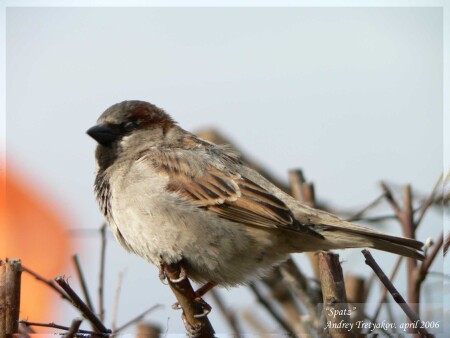 Стреляный ВОРОБЕЙ
