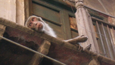 &amp;quot;fiesta&amp;quot;