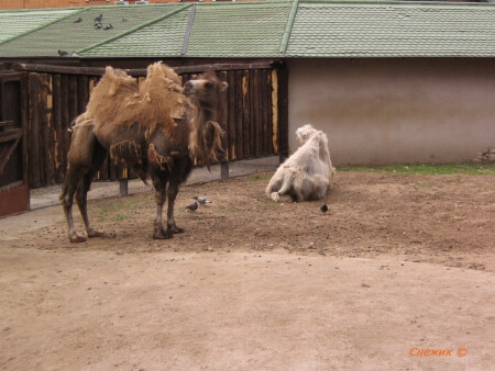 Панки рулят :)