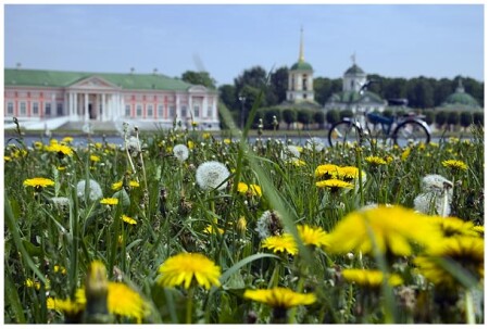 Кусково глазами кроликов