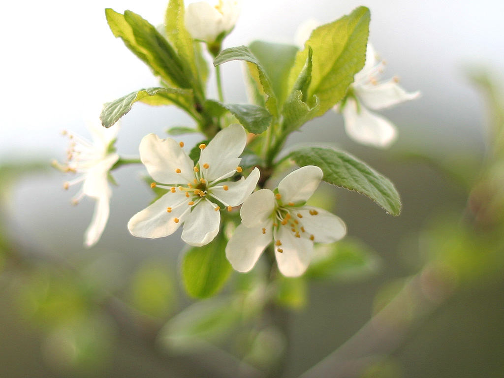 cherry