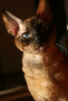 Кто в доме хозяин?