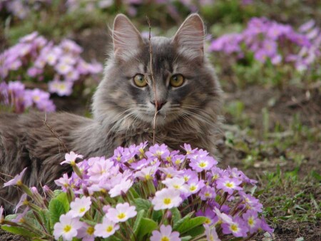 Кот_на_клумбе