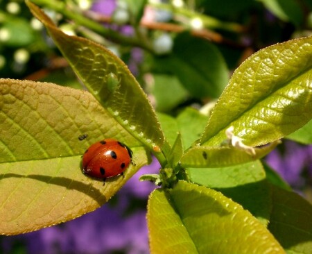 охотница ...