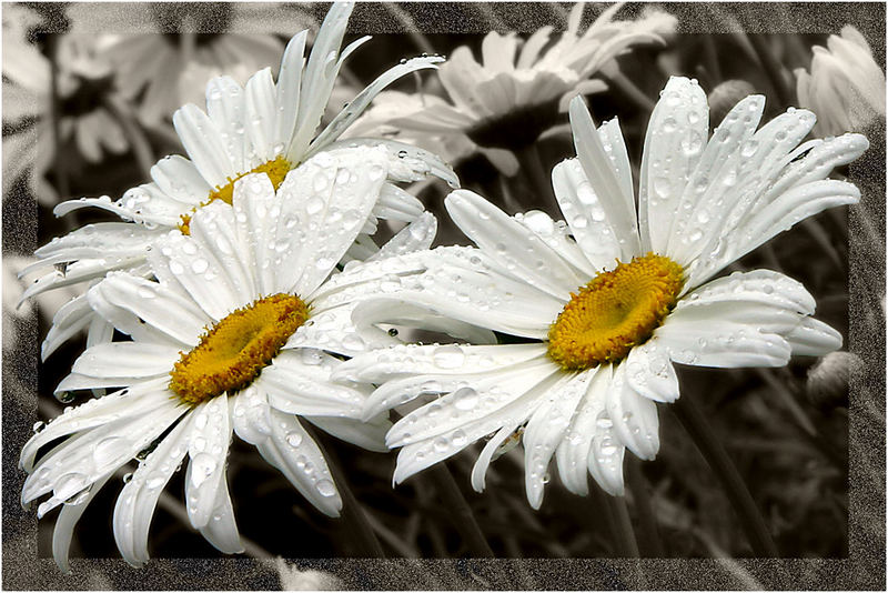 Sommer 