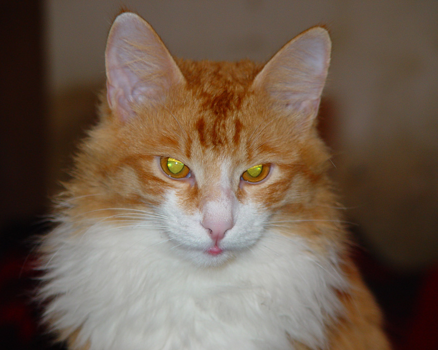 Котя