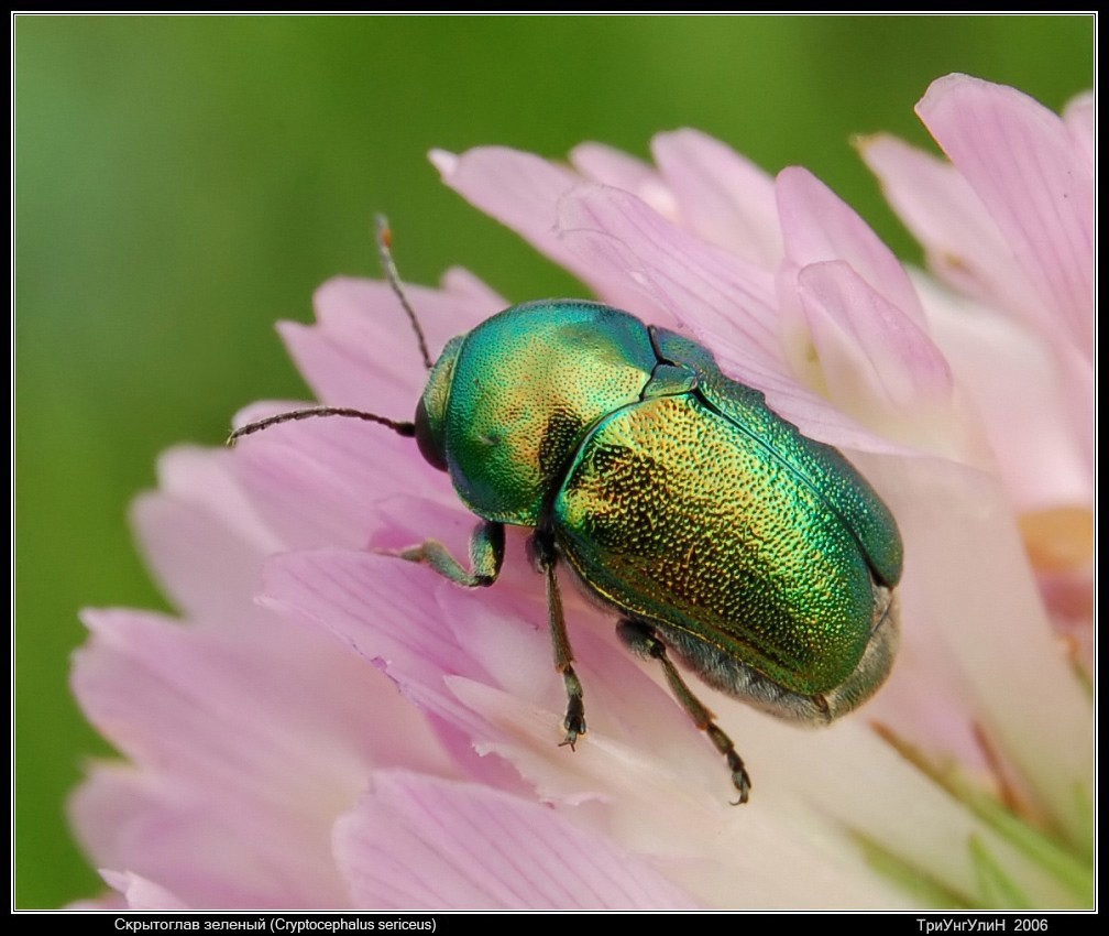 Скрытоглав зеленый (Cryptocephalus sericeus)
