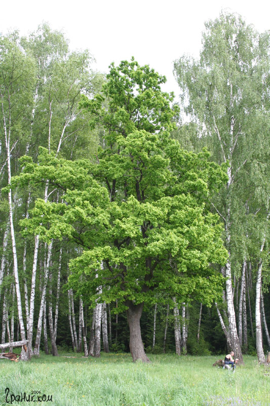 Дерево из сказки