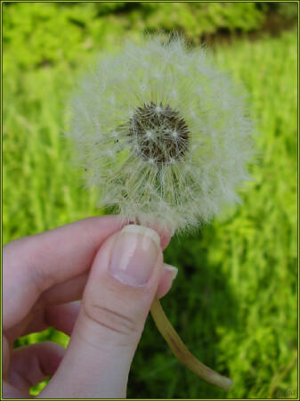 Пушистый шарик