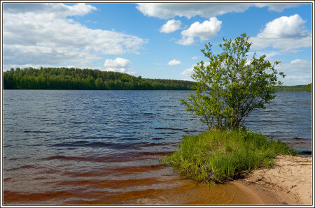 Зеленый кустик у воды