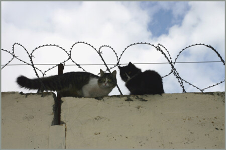 Небо в клеточку, друзья в полосочку