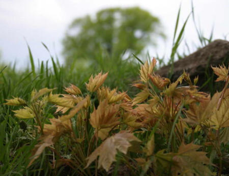 Осеннее макро