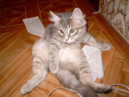 Здравствуйте, вот он я...