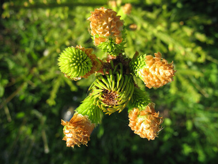 Лесной житель