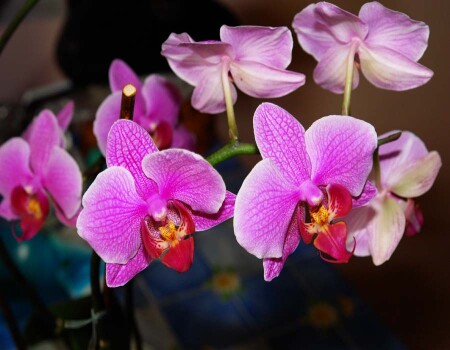 phalaenopsis