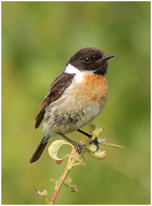 Черноголовый Чекан ( Stonechat ) 