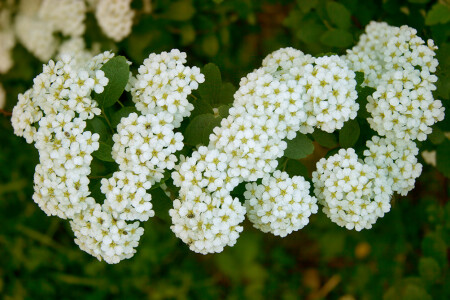 Айлавью