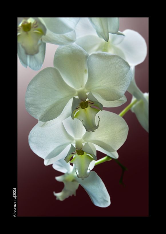 Phalenopsis