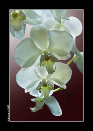 Phalenopsis