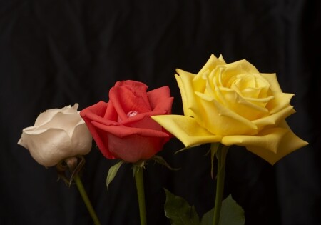 Перспектива