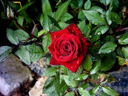 королева цветов