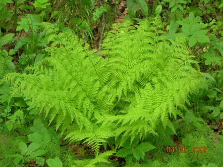 Папоротник