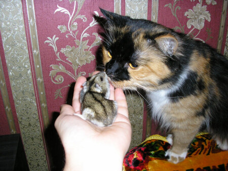 Здравствуй, милая моя! Я тебя дождался...!