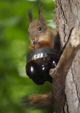 А я семечки люблю!