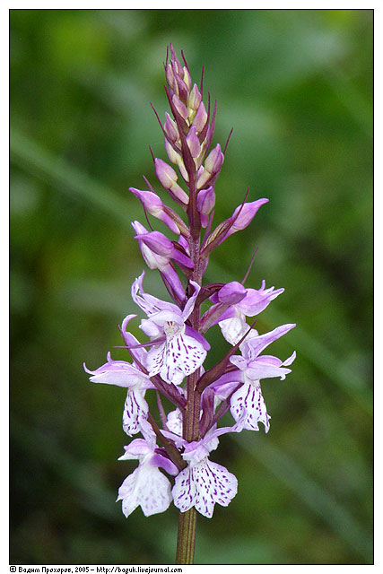 Dactylorhiza sp.