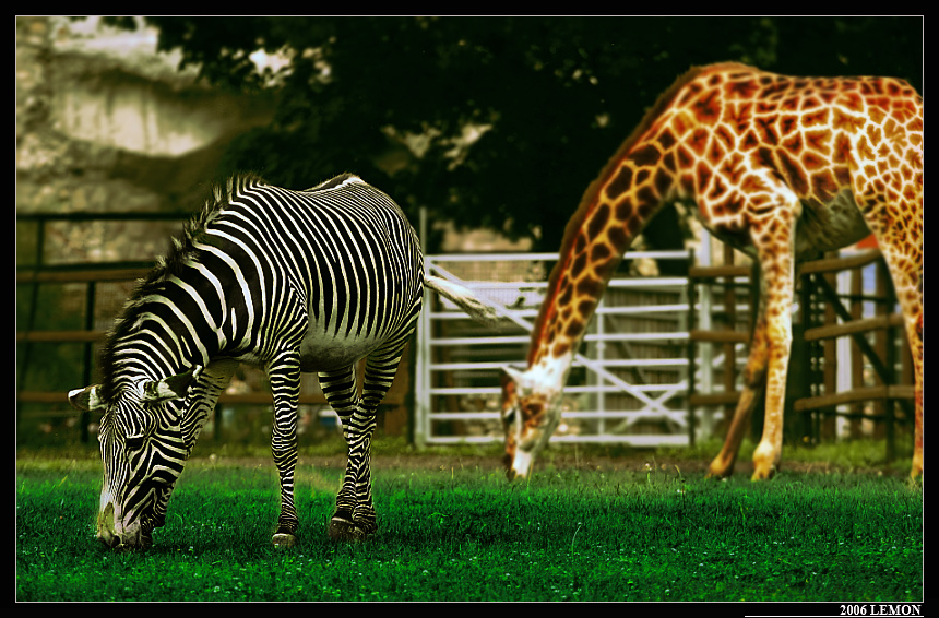 ZOO