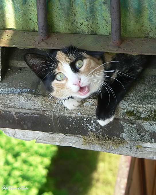 Котег 