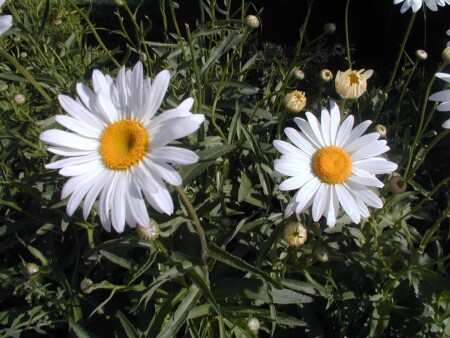 Любит, не любит ...