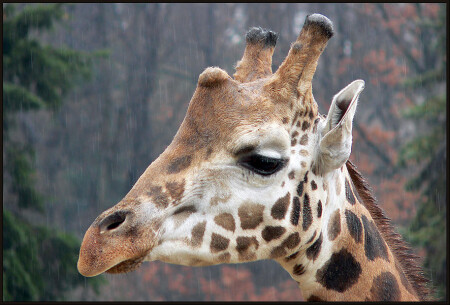 грустный жираф