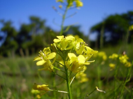 Желттый цветок