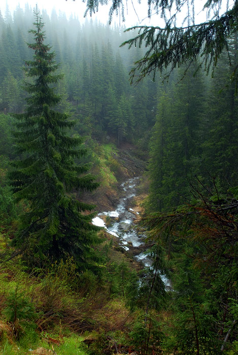 Карпатская картина