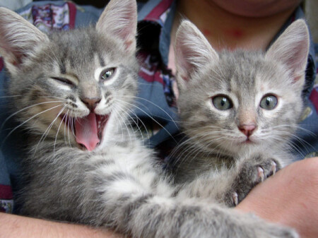 и его дети...