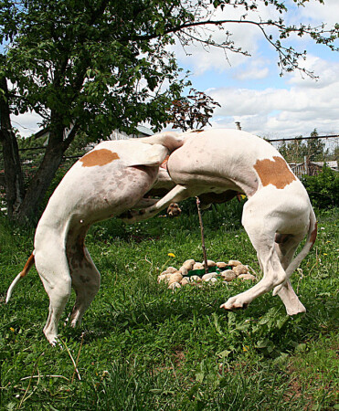 Собачий вальс