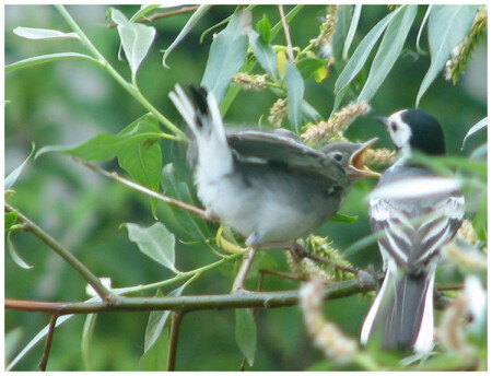 моя ветка!!!