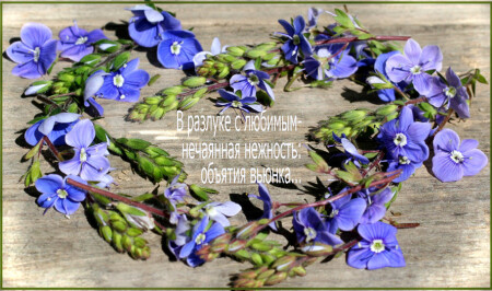 Хокку