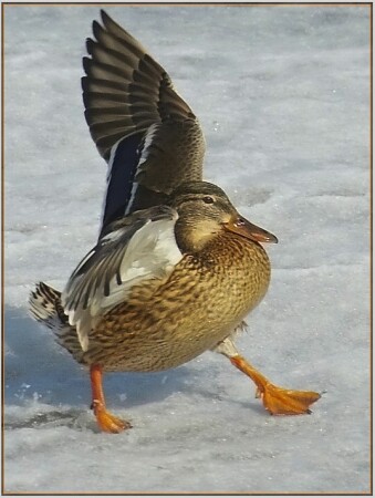 Приглашение к танцу