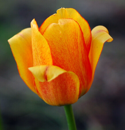 подарок для любимой