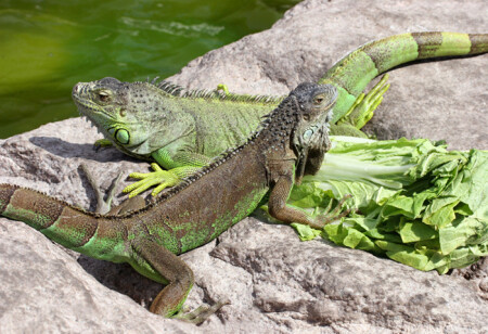 Iguana
