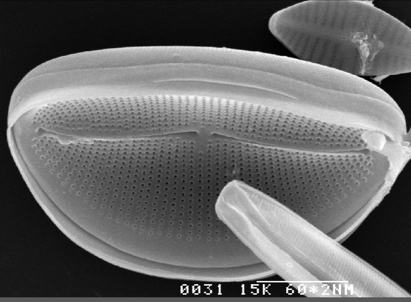 Coсconeis sp.