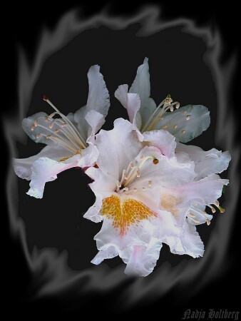 Танец тычинок