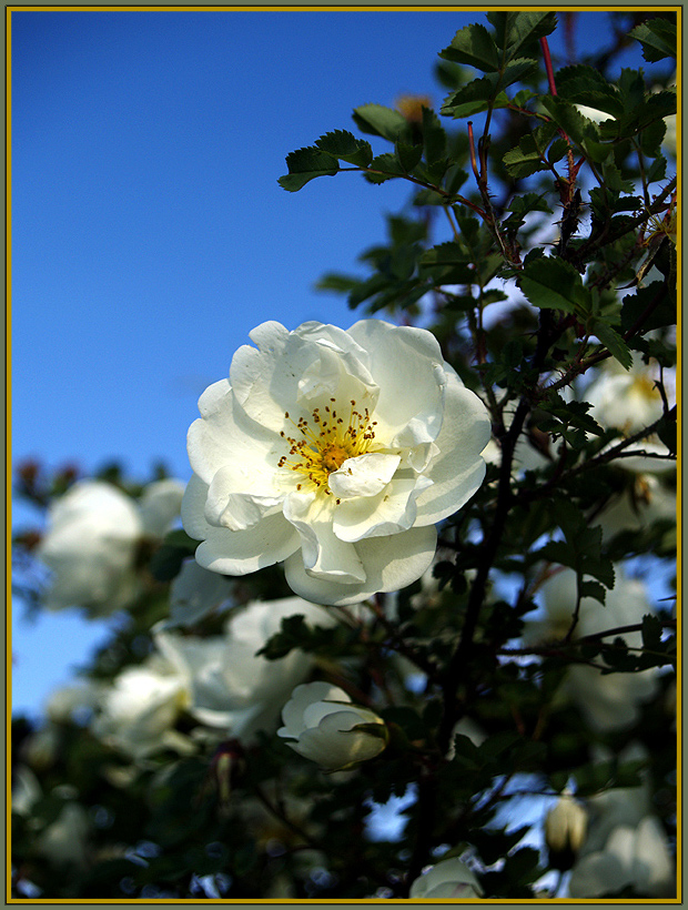 Rose