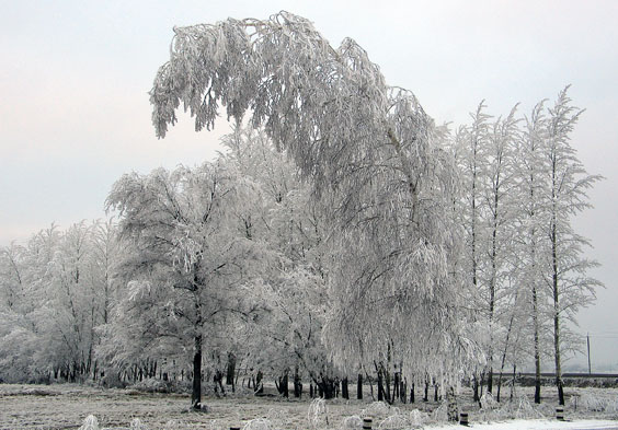 Морозное утро